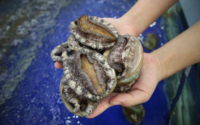 Abalone: ​​the shell that connects us to the mystical energies of the sea