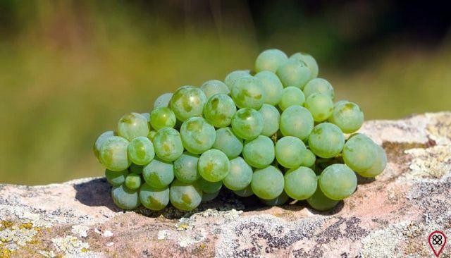 Grape seed oil: benefits and how to use