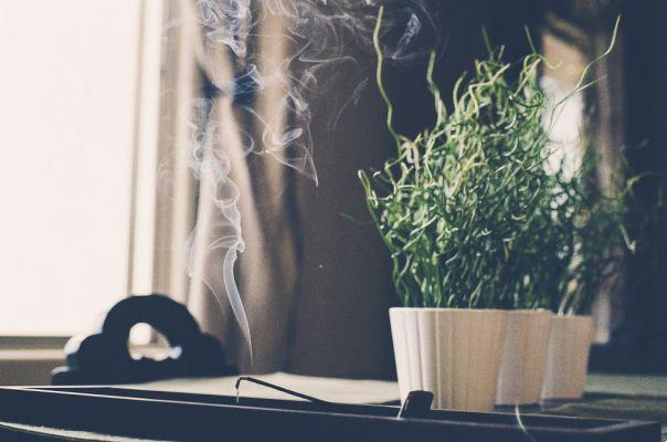 Rosemary Incense: All About the Scent of Joy
