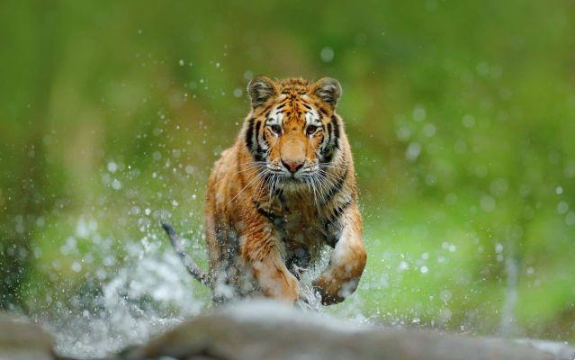 Año Nuevo chino 2022: el año del tigre