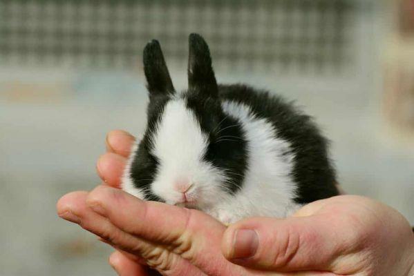 Know the meaning of dreaming about a rabbit