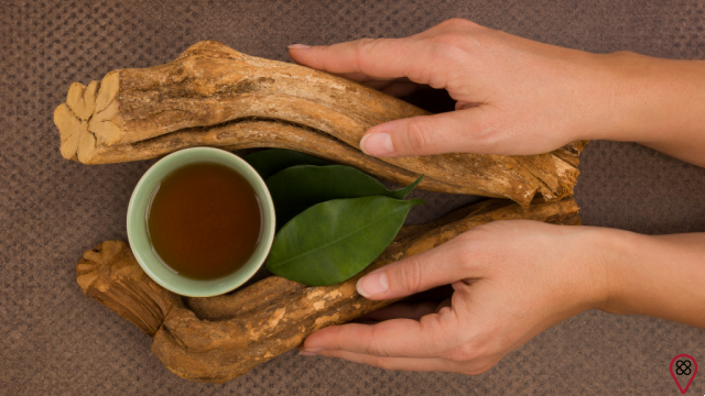 Tè Ayahuasca: cos'è, come funziona, pericoli e benefici della sostanza!