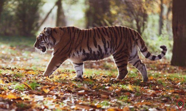 Animali potenti: tigre
