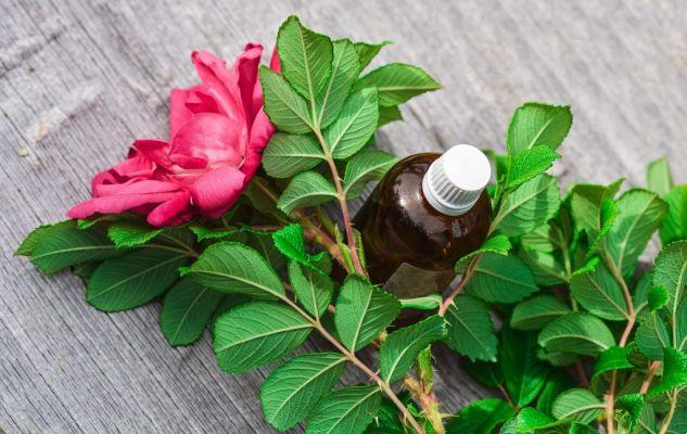 Rosehip oil: what is it for and how to use it