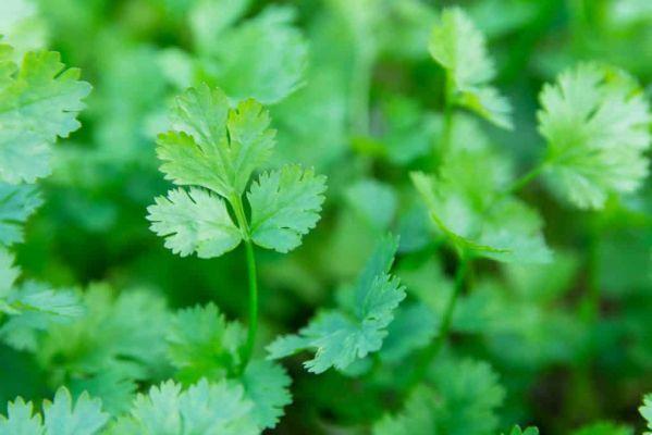 How to plant cilantro and chives at home?