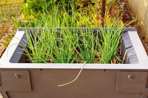 How to plant cilantro and chives at home?