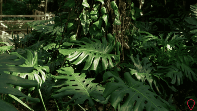 Boost your immunity naturally with Monstera Deliciosa