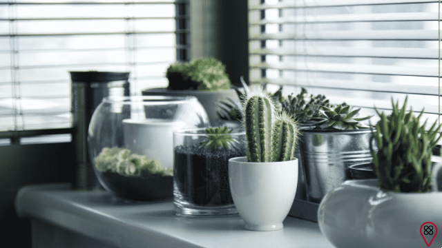 Want to know how to choose the ideal plant for your home?
