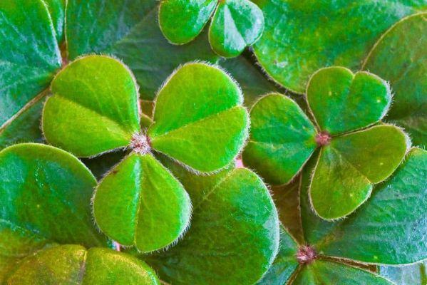 Saint Patrick — Discover the story of the famous Irish saint