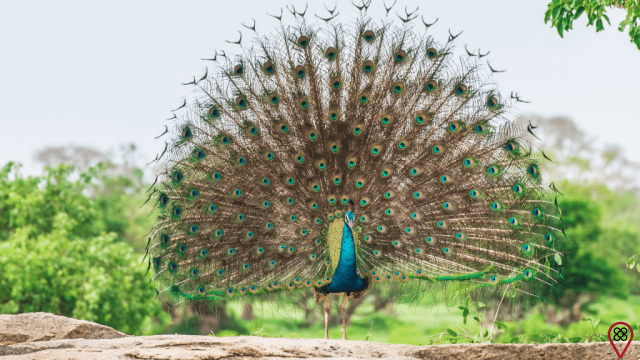 The Symbolism of the Peacock