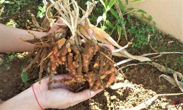 How to plant ginger?