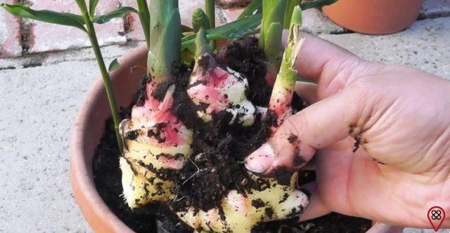 How to plant ginger?