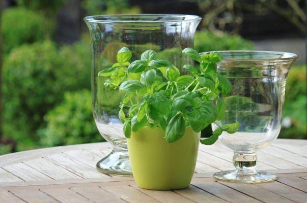 Recipes with basil