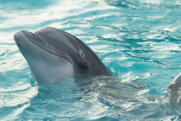 Larimar - Il cristallo del delfino