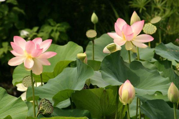 Qual è il significato del fiore di loto?