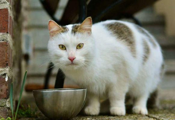 I gatti possono mangiare cibo per cani?