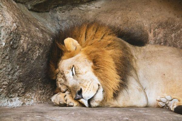 dream about lion