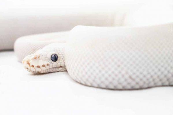 sognare un serpente bianco