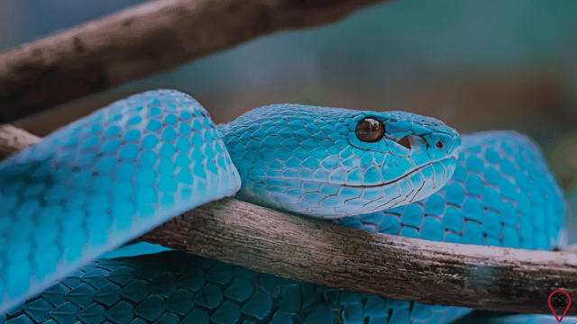 dream of a blue snake