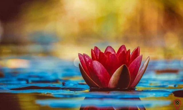 Lotus Flower: The Sacred Plant and Its Meanings
