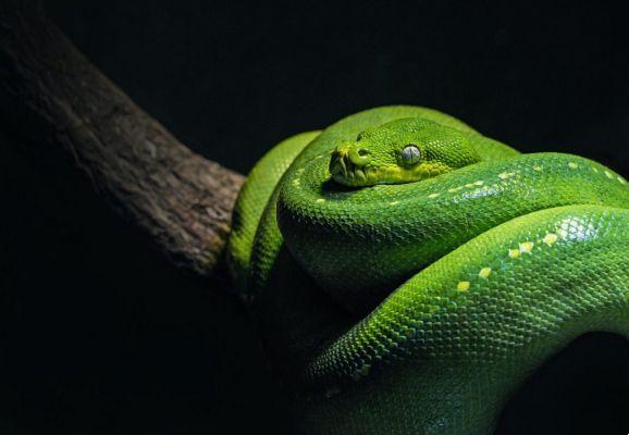 dream of a big snake