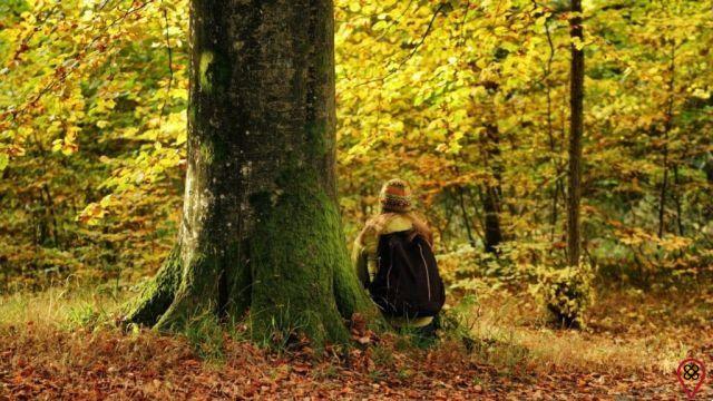 Tree day: stop, breathe and celebrate this date with awareness