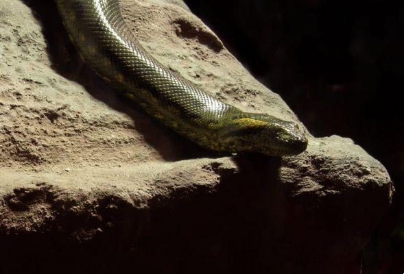 dream about anaconda snake