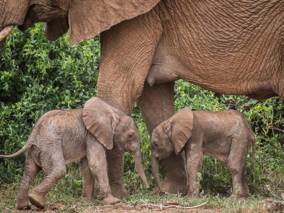 Gli elefanti gemelli sono nati in Africa, guarda il video di questa rarità