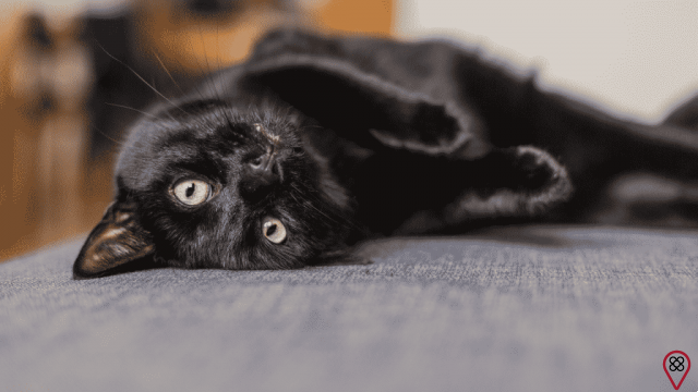 Black cat: what is its mystical meaning