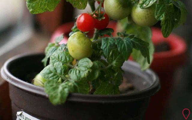 Come piantare i pomodori a casa?