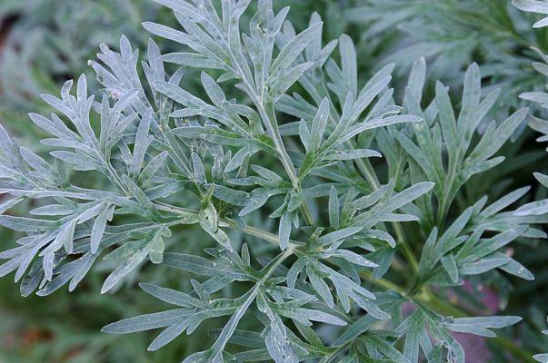 10 anti-inflammatory herbs: Know their functions