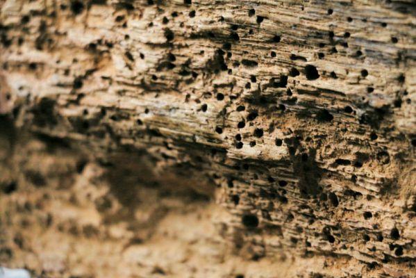 Elimina le termiti in modo naturale: soluzioni fatte in casa, pratiche ed economiche