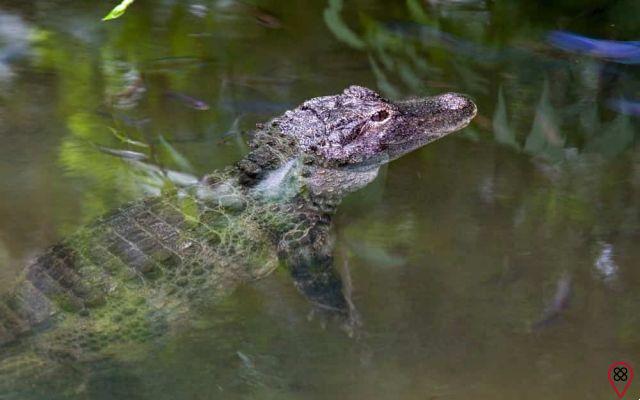 Sogna un alligatore nell'acqua