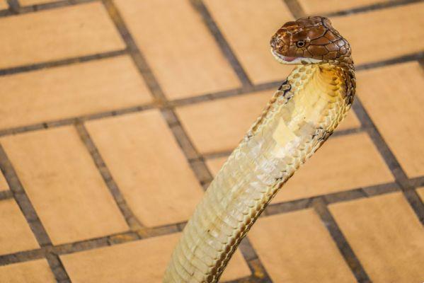 dream about cobra snake