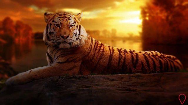 Life of Pi — Understand the Spiritual Meaning!