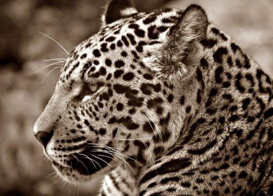 sognare il giaguaro