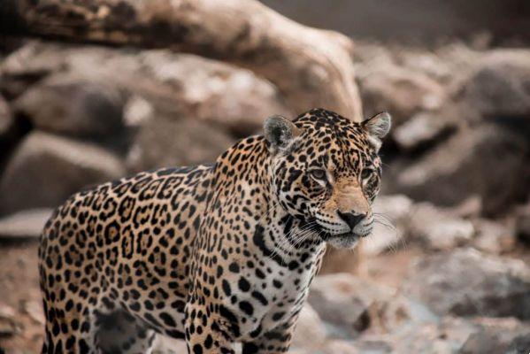 sueño de jaguar