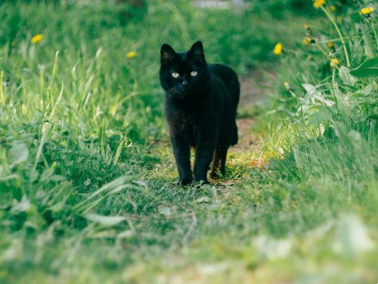 dream about black cat