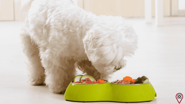 Beneficios de preparar comida natural para tu perro