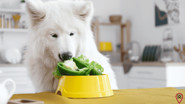 Beneficios de preparar comida natural para tu perro