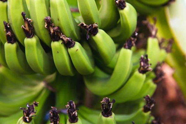 3 recettes healthy avec des bananes vertes