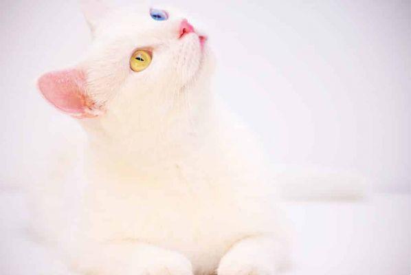 The spiritual meaning of the white cat