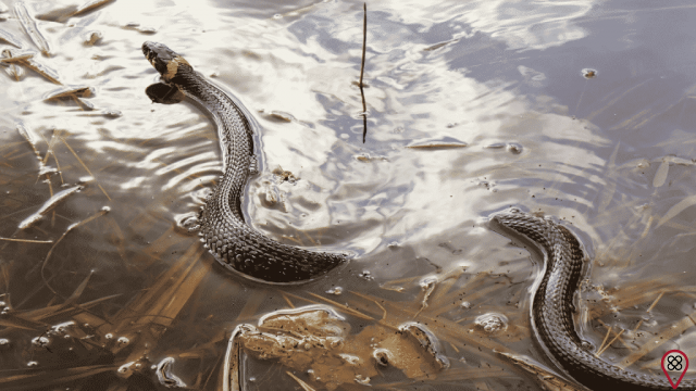 Rêver de serpent dans l'eau