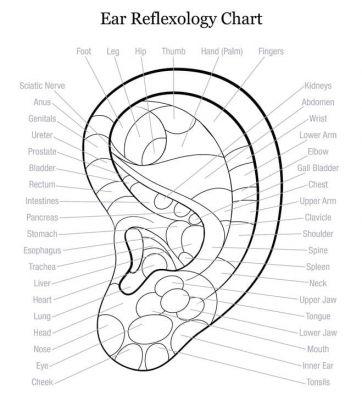 riflessologia dell'orecchio