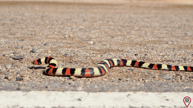 Dream about a colorful snake