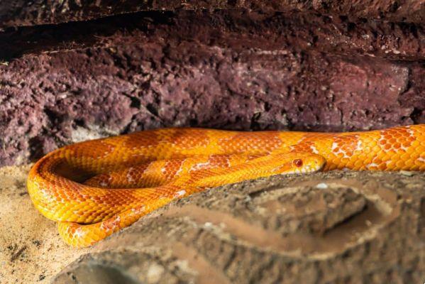 dream about orange snake